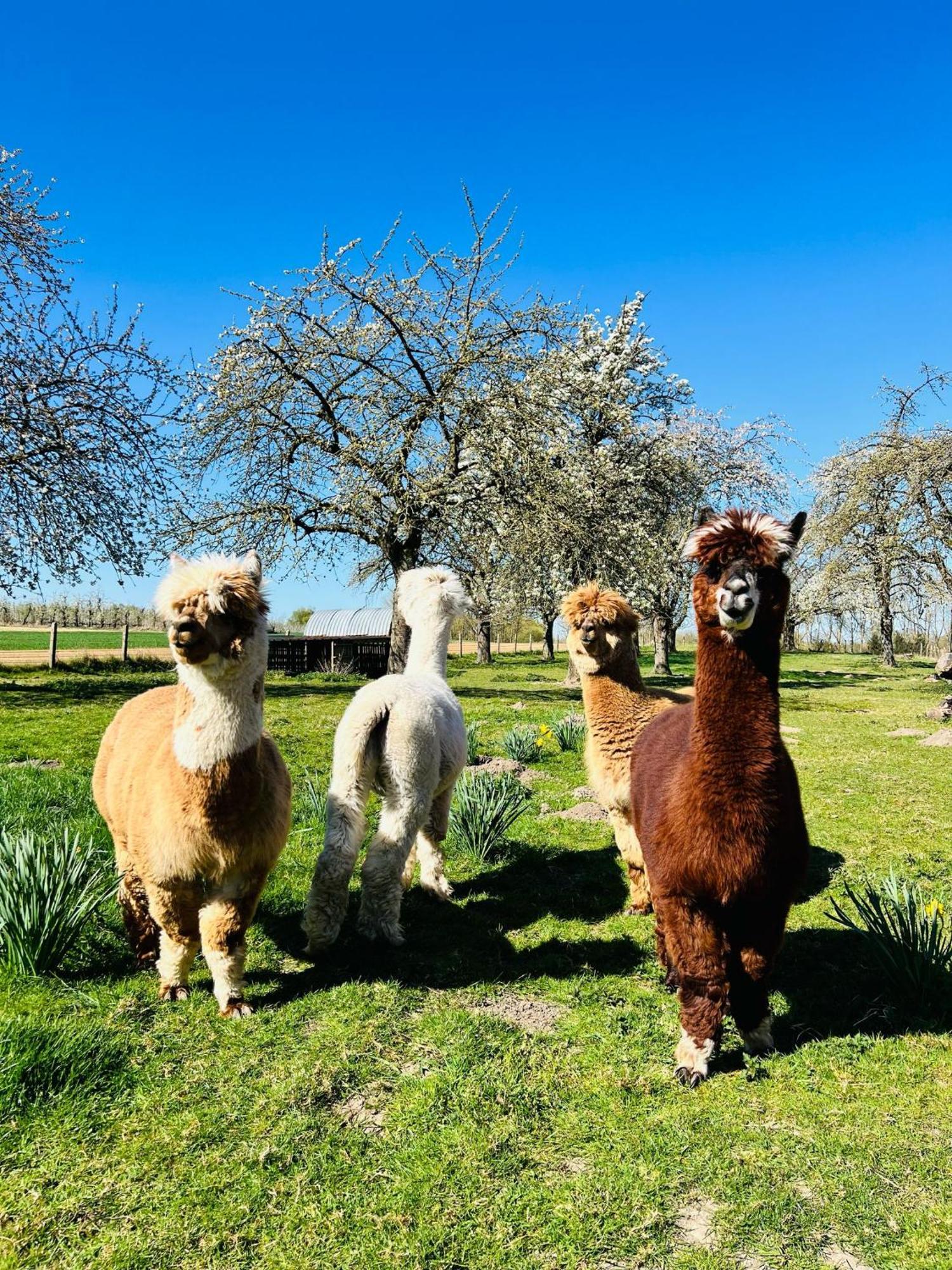 Heers De Smishoeve Met Kinderpret, Dieren En Wellness מראה חיצוני תמונה